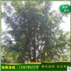 大量供應(yīng) 廣西銀杏樹 精品銀杏樹 叢生銀杏 量大優(yōu)惠 廠家直銷