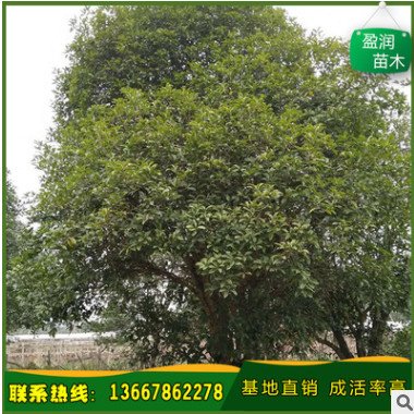 廠家直銷 桂林精品桂花樹 銀桂 八月桂 金桂 丹桂 產地批發