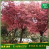 廠家直銷 中國(guó)紅楓 紅楓樹 紅楓觀賞樹 價(jià)格從優(yōu) 基地直發(fā)