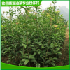 大量批發(fā) 地徑2-4公分桂花樹 四季觀賞桂花苗 株洲綠化桂花苗