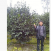 供應(yīng) 各種大小規(guī)格 茶花球