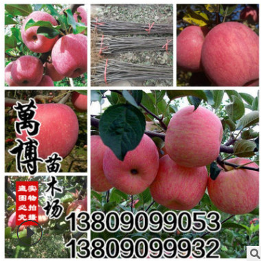 批發(fā) 果樹 果樹苗 蘋果苗 蘋果樹苗 紅富士蘋果當(dāng)年結(jié)果包成活