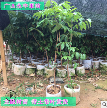 果苗 果樹苗 儲良龍眼苗 石硤龍眼苗 嫁接 正品批發(fā)