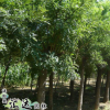 直銷優(yōu)質綠化苗國槐苗木 道路綠化苗木 速生國槐 規(guī)格齊全