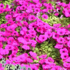 基地直銷優(yōu)質 矮牽牛花卉種子 矮牽牛種子 四季易種花種子