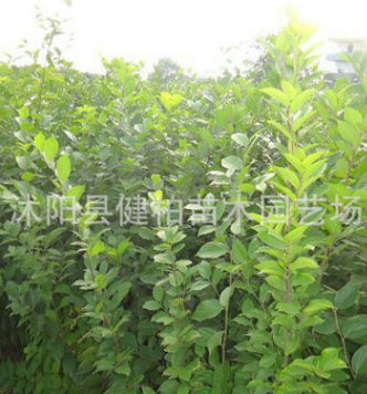 雪桃桃樹苗 晚熟冬桃新品種 十一月份成熟 全紅離核桃樹苗