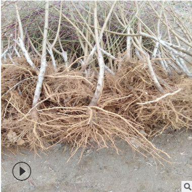 血桃桃苗哪里有賣 湖北血桃苗基地 果肉血紅色 離核口感甜