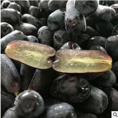 甜蜜藍寶石葡萄苗 脆甜無核 葡萄苗新品種基地 果實可以切片