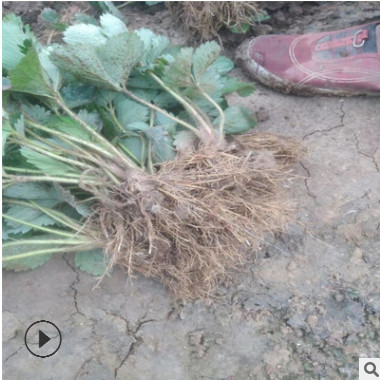 草莓苗 南方硬果草莓品種 甜查理 法蘭地草莓苗基地 脫毒高產苗