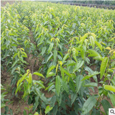 山東大櫻桃樹基地 車厘子櫻桃樹價格 吉塞拉矮化櫻桃樹 車厘子樹