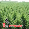 供應綠化工程園林綠化苗木 雪松苗 規格齊全基地直銷綠化小苗雪松