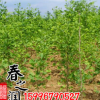 銀杏樹 大量批發白果景觀綠化行道樹白果小苗 銀杏樹苗大小規格