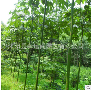 基地苗木梧桐 工程綠化 優(yōu)質法桐 批發(fā)8-20公分法桐