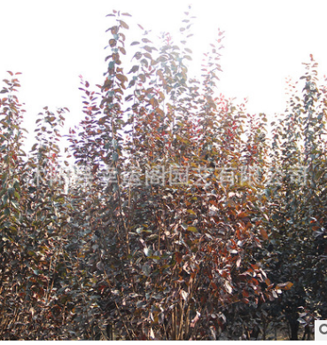 批發(fā)價格 觀葉紅葉苗木 紫葉李紅葉李樹苗基地