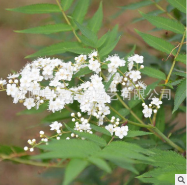 珍珠梅樹苗基地批發(fā)園林庭院觀賞優(yōu)質珍珠梅小苗