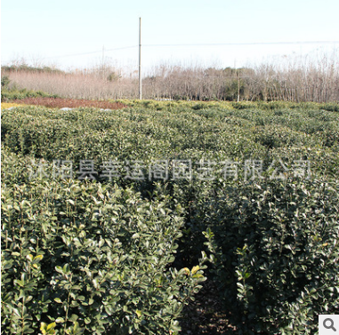基地直銷優(yōu)質冬青球工程園林綠化苗冬青規(guī)格齊全冬青小苗量多優(yōu)惠