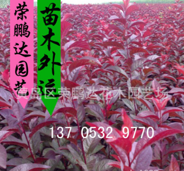 供應(yīng)4公分紅葉李 大小規(guī)格齊全 北美海棠紅葉碧桃