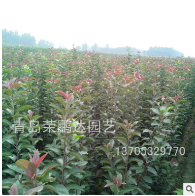 廠家生產(chǎn) 2公分北美海棠苗 山東青島北美海棠樹苗生產(chǎn)基地批發(fā)