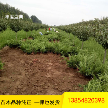 批發(fā)龍柏 工程道路綠化用 常青地栽龍柏樹(shù)