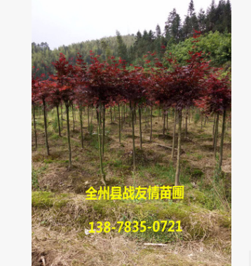 紅楓 精品紅楓 美國紅楓 紅楓樹 綠化植物