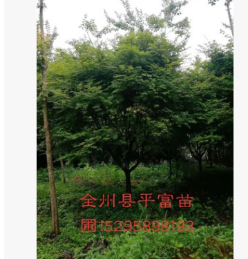 98193基地直銷批發紅楓