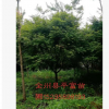 98193基地直銷批發(fā)紅楓