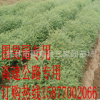 廣西優(yōu)質(zhì)馬甲子苗鐵籬笆樹苗鳥不站樹苗圍果園專用刺苗