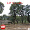 廣西低分支高分支香樟樹40公分，廣西香樟樹，桂林香樟樹