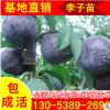 大量供應三公分李子樹苗 黑寶石李子苗批發 秋姬李子樹苗現貨出售
