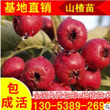 五公分山楂樹苗現(xiàn)貨供應(yīng) 大金星山楂小苗批發(fā) 個(gè)大高產(chǎn)山楂苗子
