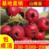 五公分山楂樹苗現貨供應 大金星山楂小苗批發 個大高產山楂苗子