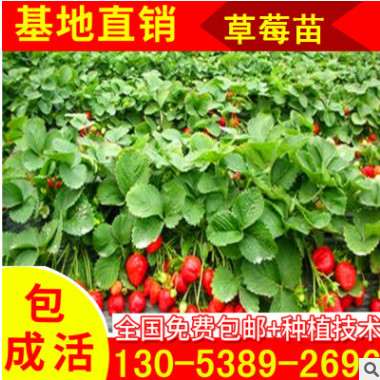 露地豐產(chǎn)草莓苗 大棚專用草莓苗 脫毒殺菌無(wú)公害草莓苗指導(dǎo) 章姬