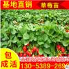 露地豐產草莓苗 大棚專用草莓苗 脫毒殺菌無公害草莓苗指導 章姬