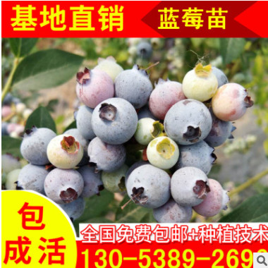 萊克西藍(lán)莓樹苗現(xiàn)貨大量供應(yīng) 五年藍(lán)莓大苗批發(fā) 大型藍(lán)莓樹苗基地