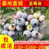 萊克西藍莓樹苗現貨大量供應 五年藍莓大苗批發 大型藍莓樹苗基地