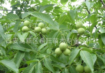 批發現貨核桃苗 長期低價銷售高產量核桃苗 核桃苗基地 現貨充足