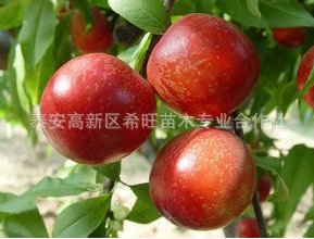 熱銷現貨油桃苗 直銷各種規格油桃苗 油桃苗價格油桃苗果園