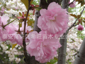 濕地綠化櫻花苗 長期供應現貨櫻花苗 公園觀賞櫻花苗 櫻花基地