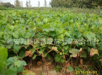 山東葡萄苗基地 批發現貨葡萄苗 葡萄苗價格