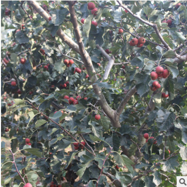 出售優質大金星山楂苗 大五棱山楂樹苗 產量高大棉球嫁接山楂苗