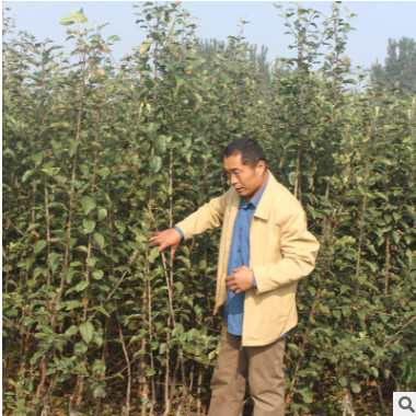 紅富士蘋果苗 嫁接蘋果樹苗 耐干旱紅將軍蘋果苗 歡迎實地看苗