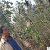 泰安基地直銷品種純正櫻桃苗 長期出售優(yōu)質(zhì)當年櫻桃樹苗 根系發(fā)達