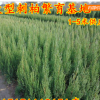 刺柏,1米高刺柏松價格,刺柏苗價格,栽山用途耐寒刺柏松,北京檜樹苗刺柏價格苗木