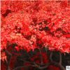 批發供應濕地綠化用紅楓品種 常綠喬木 高質量紅楓 量大優惠