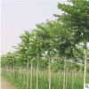 廠家直銷常綠喬木優質臭椿苗木 各種綠化樹苗園林植物