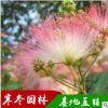 工程綠化苗合歡樹批發(fā) 絨花樹規(guī)格齊全合歡小苗 園林觀賞喬木