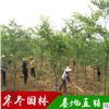 小紅櫸樹 又名大葉櫸綠化工程樹 優(yōu)質(zhì)的櫸樹苗成交率高基地發(fā)貨