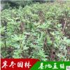 直銷無花果苗地栽 果樹苗盆栽果樹苗 無花果樹苗 波姬紅無花果苗