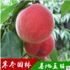 桃樹批發 桃樹苗新品種 毛桃樹 油桃樹 占地桃樹苗