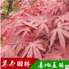 批發日本紅楓樹苗 美國紅楓 中國紅楓 規格齊全 園林綠化工程樹